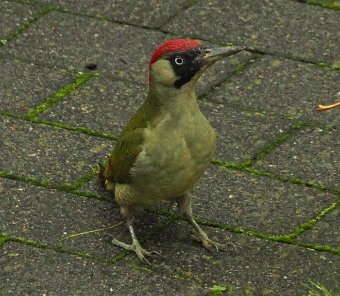Grünspecht, Picus viridis